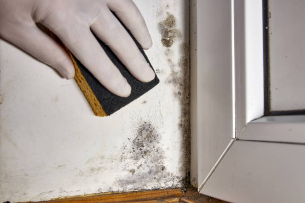 Best Mold Documentation for Insurance Claims  in Brownsville, TX